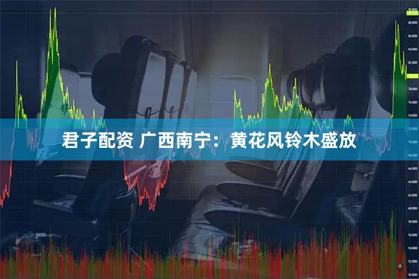 君子配资 广西南宁：黄花风铃木盛放